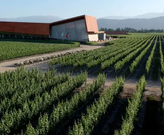 Tour Privado Vinicola Santa Ema Food Experience